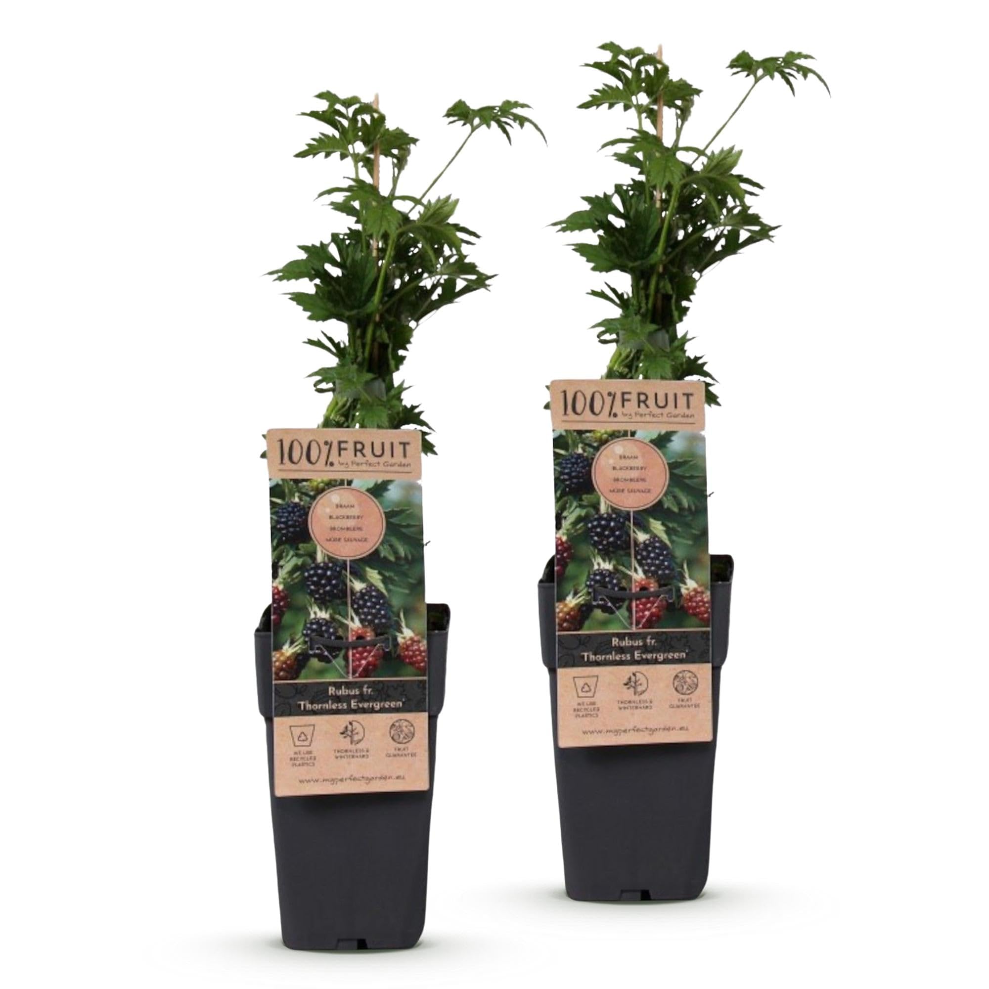 Green boutiQ - Obstpflanze - Rubus fruticosus Thornless Evergreen - Brombeerpflanze - Dornenlos - Schwarze Brombeere - 2 Pflanzen - Topf 15cm - Höhe 50cm