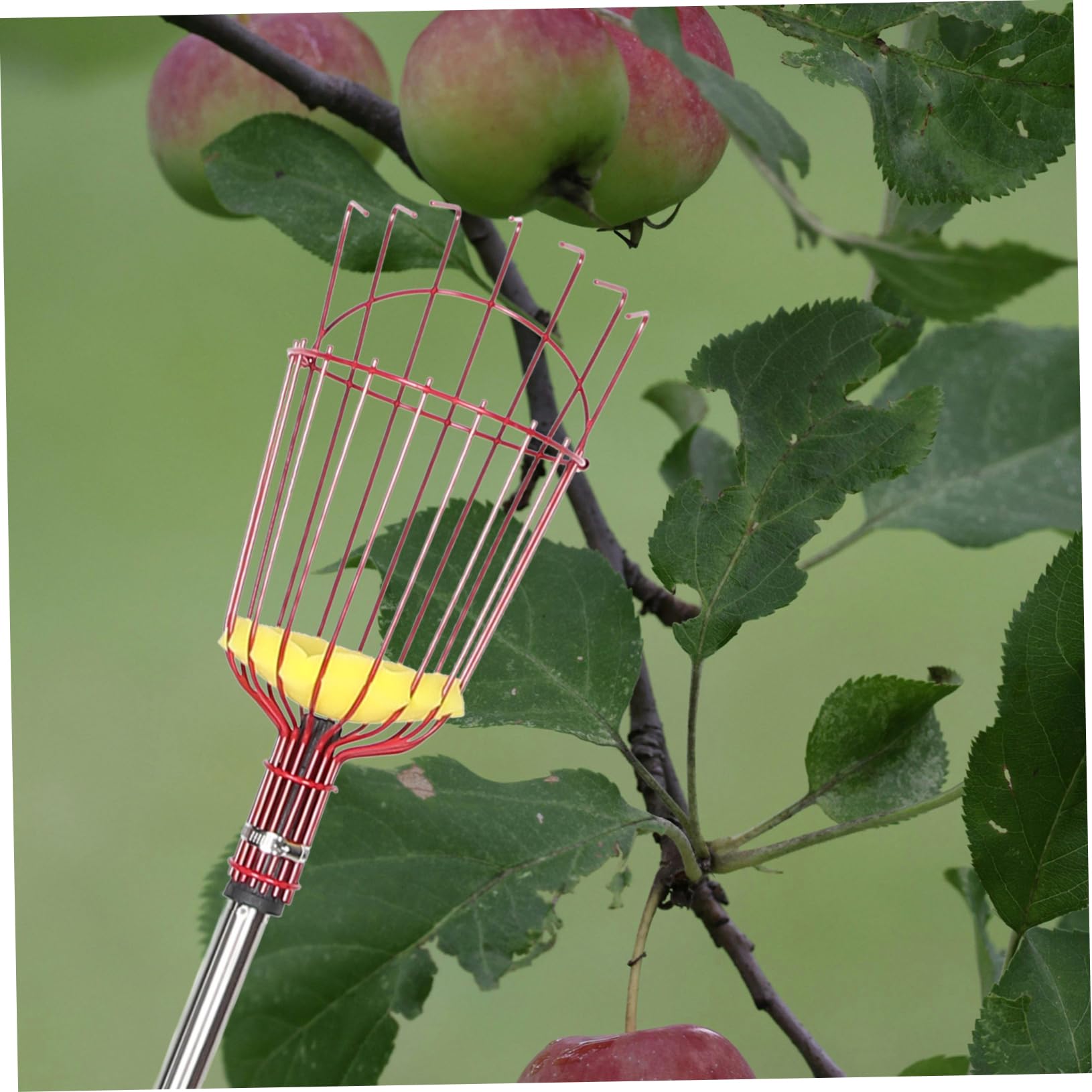 VANZACK Cueilleur de Fruits à Perche Télescopique en Acier Allié Léger avec Longueur Ajustable et Assemblage en Quatre Sections pour Jardin et Récolte de Poires