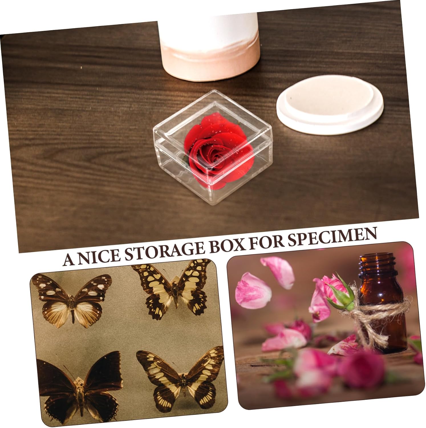 FOMIYES 10pcs Transparent Specimen Display Box Mini Storage Case for Organizing Collections Sample Containers for Specimens Easy to Use and Space-Saving