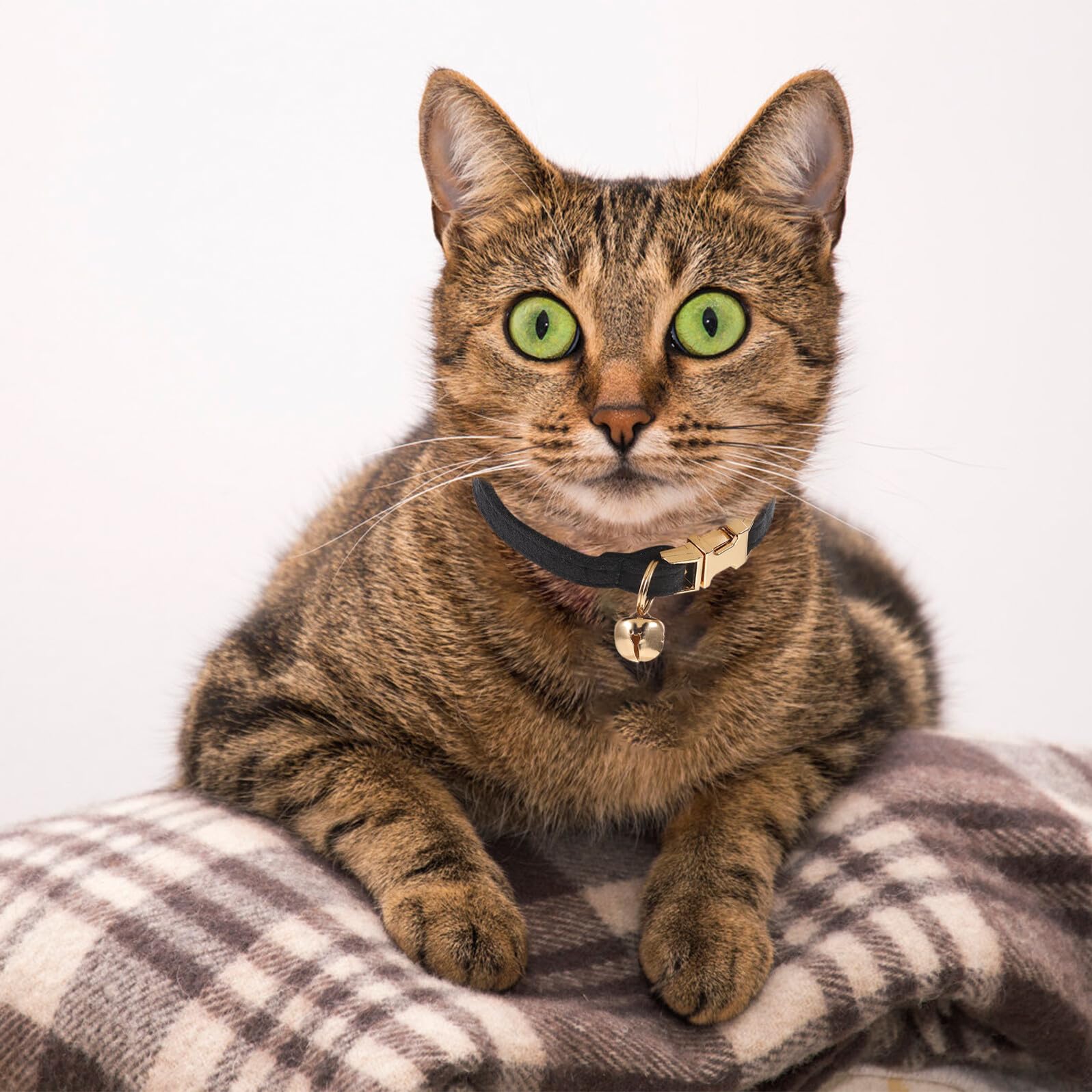Collier pour Chat Femelle Velours Doux avec Clochette Collier Ajustable Élégant avec Boucle Dorée Confortable et Luxueux pour Chatons et Petits Chats Accessoire Raffiné pour
