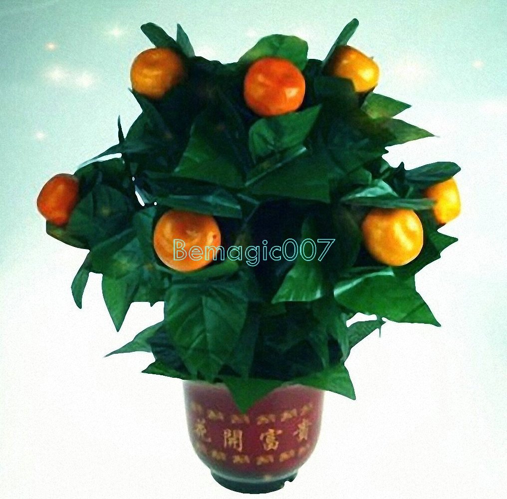 10 Oranges Fleuries - Télécommande/10 Blooming Oranges - Remote Control