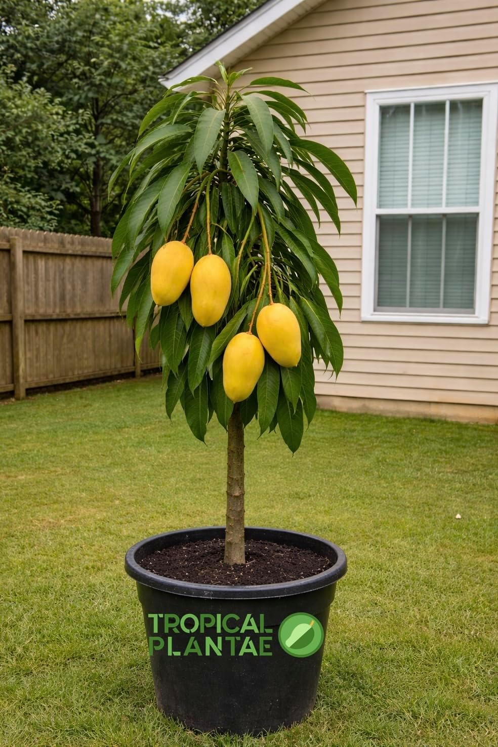 Grafted Ataulfo Mango Tree Honey Mango Live Tropical 