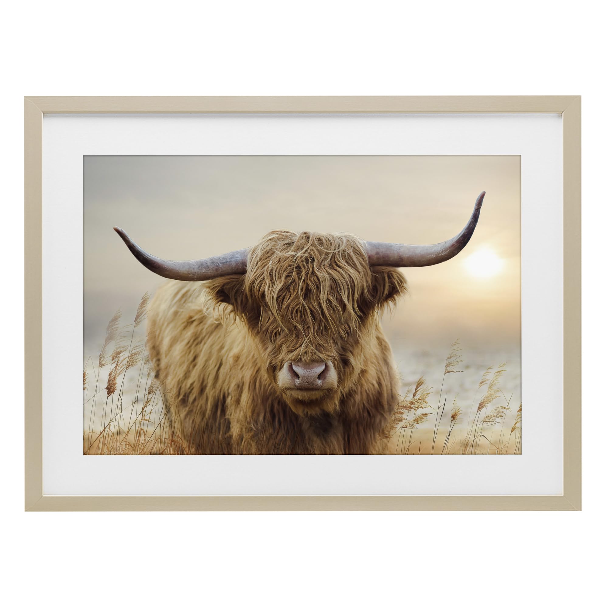 'Highland Cow & Warm Sunset'| Framed Print Under Glass