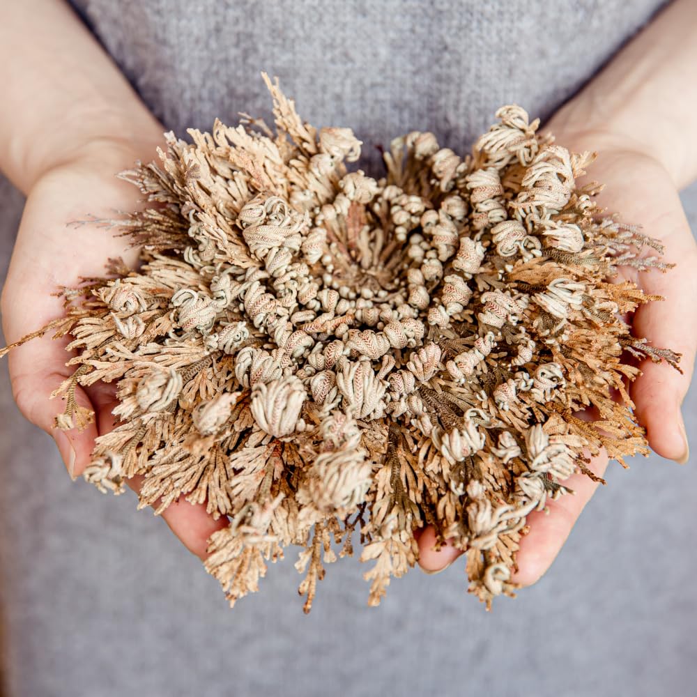 acquaverde | 2 Rose del Deserto, Pianta di Gerico Simbolo di Rinascita, Resurrezione e Purificazione, Rosa di Jerico per Casa e Decorazioni, Selaginella Lepidophylla Senza Radici e di Facile Cura