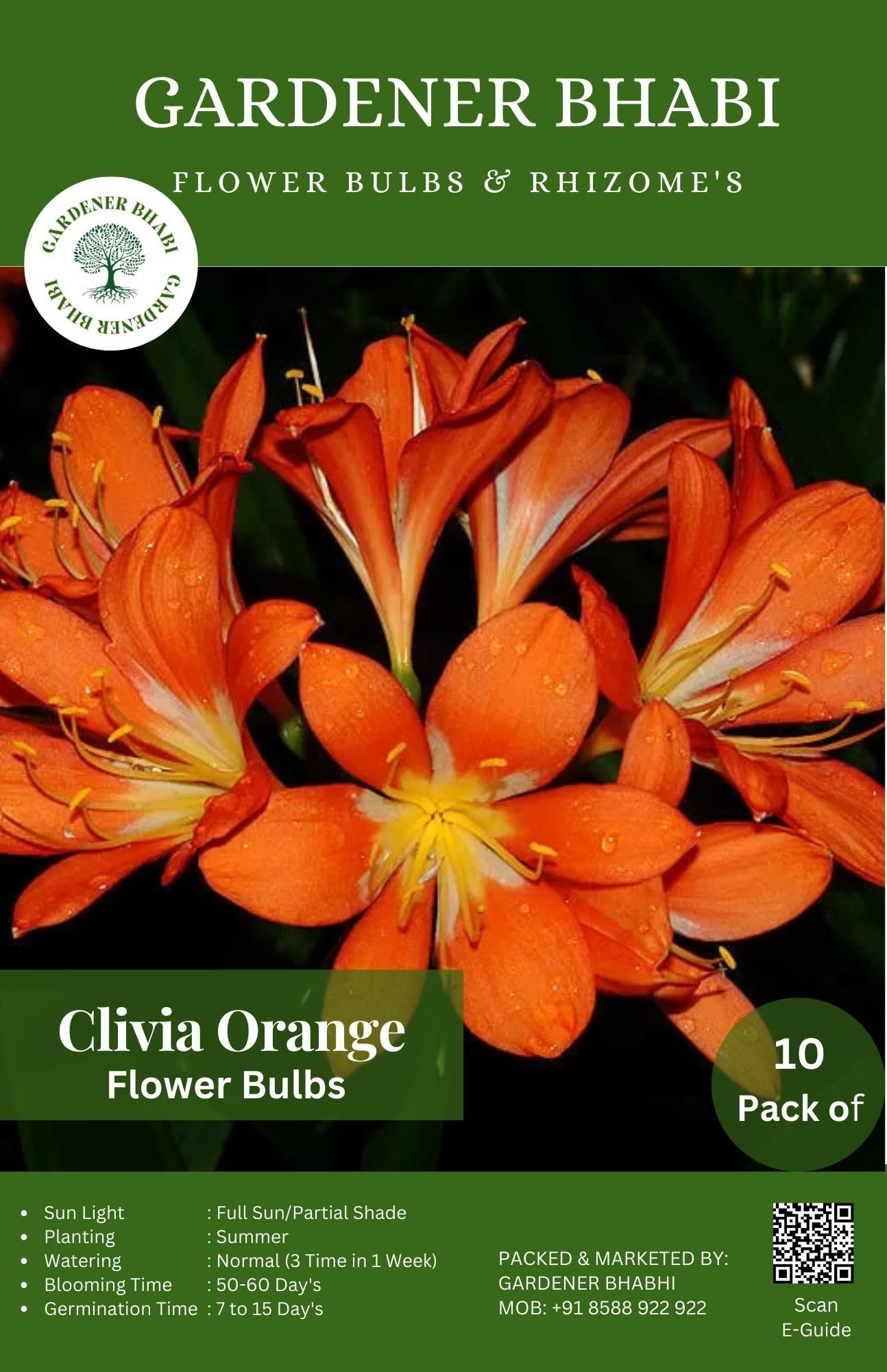 Gardener Bhabi Clivia Orange Flower Bulbs Summer Season for Home Gardening Pack of 10 (B0CZ8RQ5Z4) Amazon Price History, Amazon Price Tracker