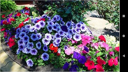 1017 Flowers Wallpapers
