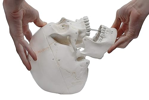 Miniatura 7 de Cráneo de humano adulto modelo anatómico enumerado, calidad médica, tamaño real (9 pulgadas de altura) – 3 partes, tapa de cráneo removible –