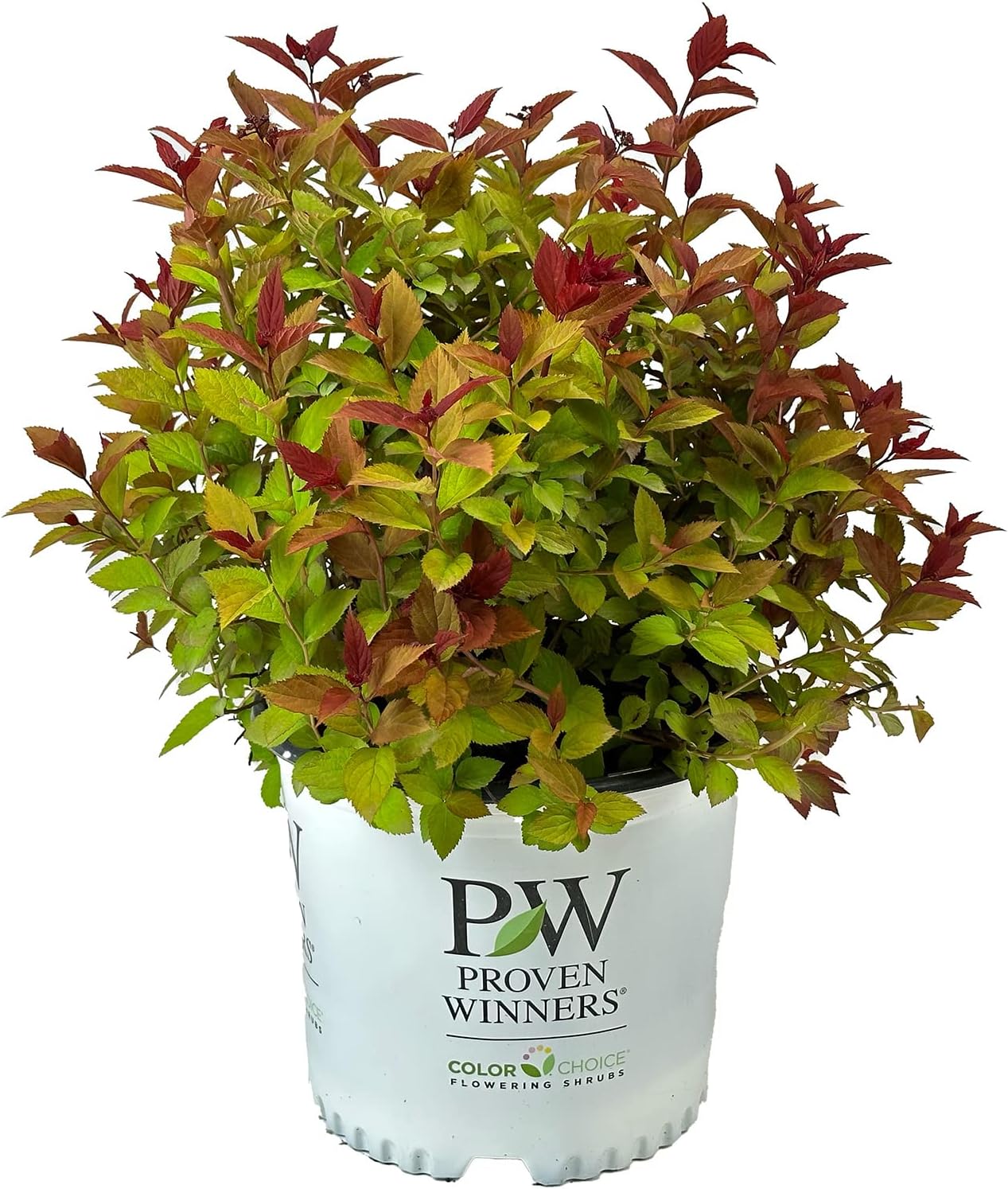 Blooming & Beautiful - Double Play Doozie Spirea - 3 Gal - Proven Winners - Deciduous Shrub - Purple-Pinkish Blooms - Red Foliage - Spring-Fall - Zones 3-8 - Spirea Double Play Doozie - 3 Gallon Pot