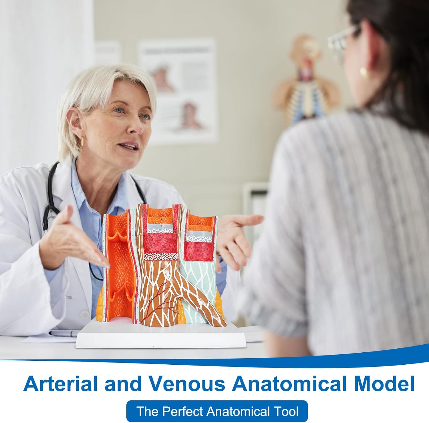 JNMFTD Blood Vessel Anatomical Model,14X Human Arteriovenous Cardiovascular Venous Vein Model with Product Manual Card for Science Medical Study Education Learning University Display Hospitals Offices