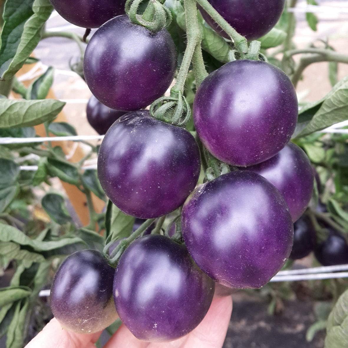Vegetales