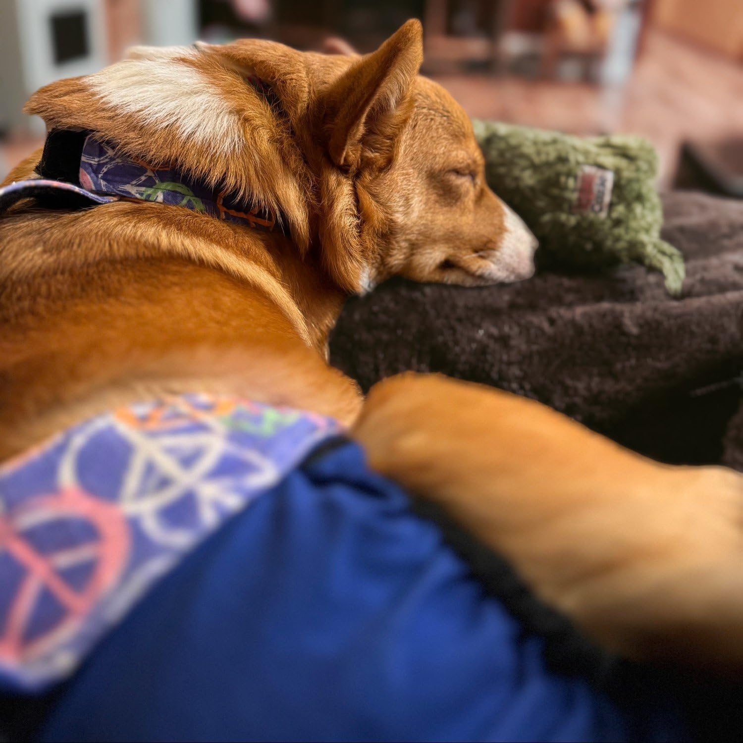 Colorful Peace Sign on Blue Dog Diaper Overall, XXL, with Tail Hole - Made in USA