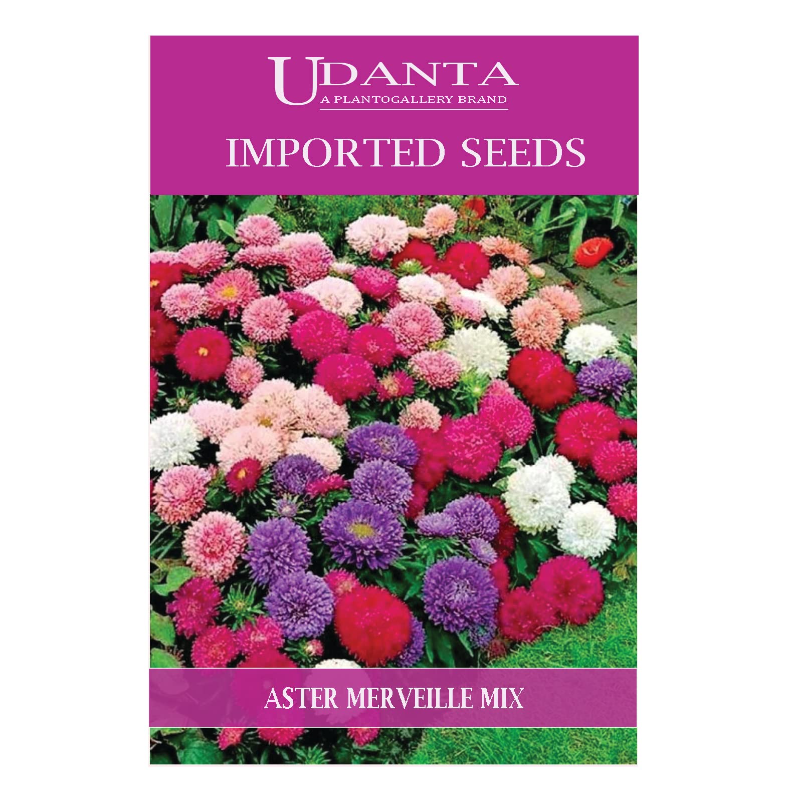 Udanta Imported Flower Seeds - Dwarf Aster Nano Merveille Winter Flower Seeds - Qty 2Gm (Mix) Pack of 5 Pkt