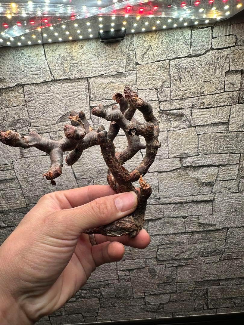 ⭐*︎様 62507発根済み早い者勝ち! ベアルート株 ペラルゴニウム ⭐*︎様 62507発根済み早い者勝ち! ベアルート株 ペラルゴニウム