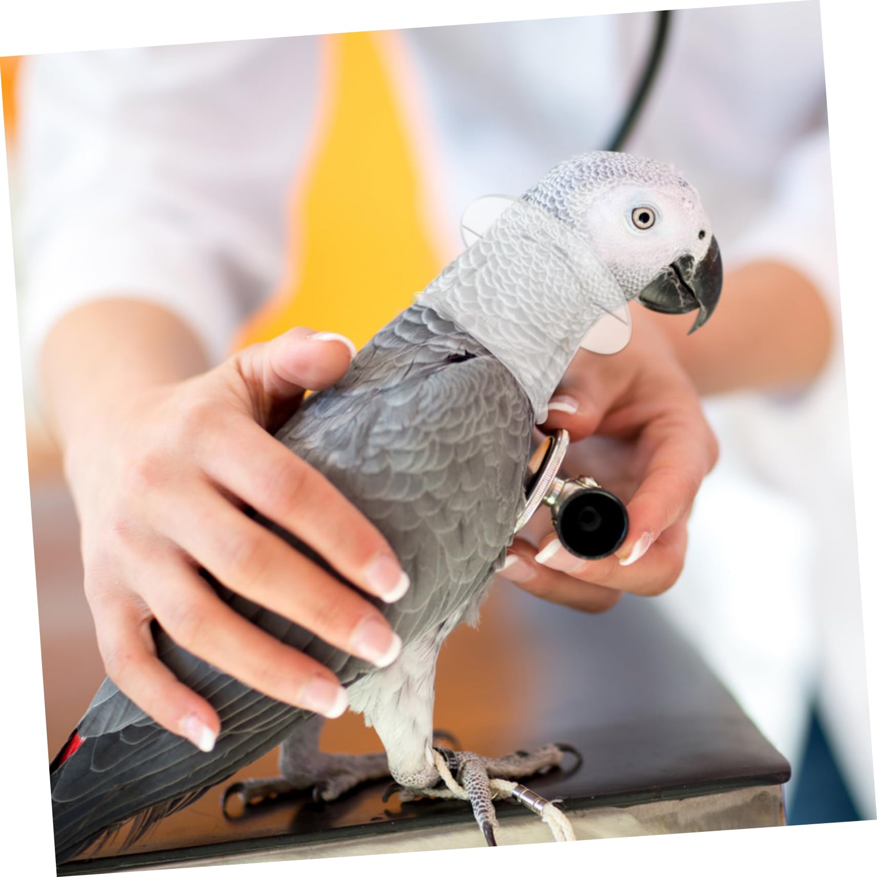 Sosoport 10piezas Collar para y Aves Anti-mordida Restricción De para Periquitos y