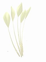 Long Fascinators Feathers Stripped Coque Millinery Hats Trimmings Coloured (Cream)