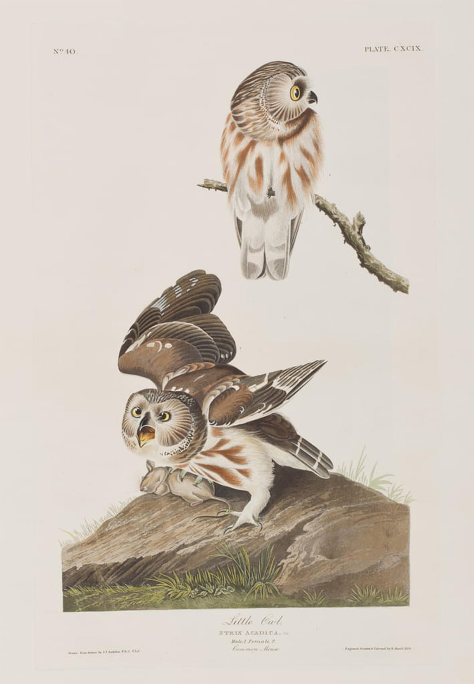 POSTERIIk Vintage Print Pop Art Landscape Artwork Illustration From birds of America by John Jamess Audubon Art Prints for Office Home Decor 60x90cm