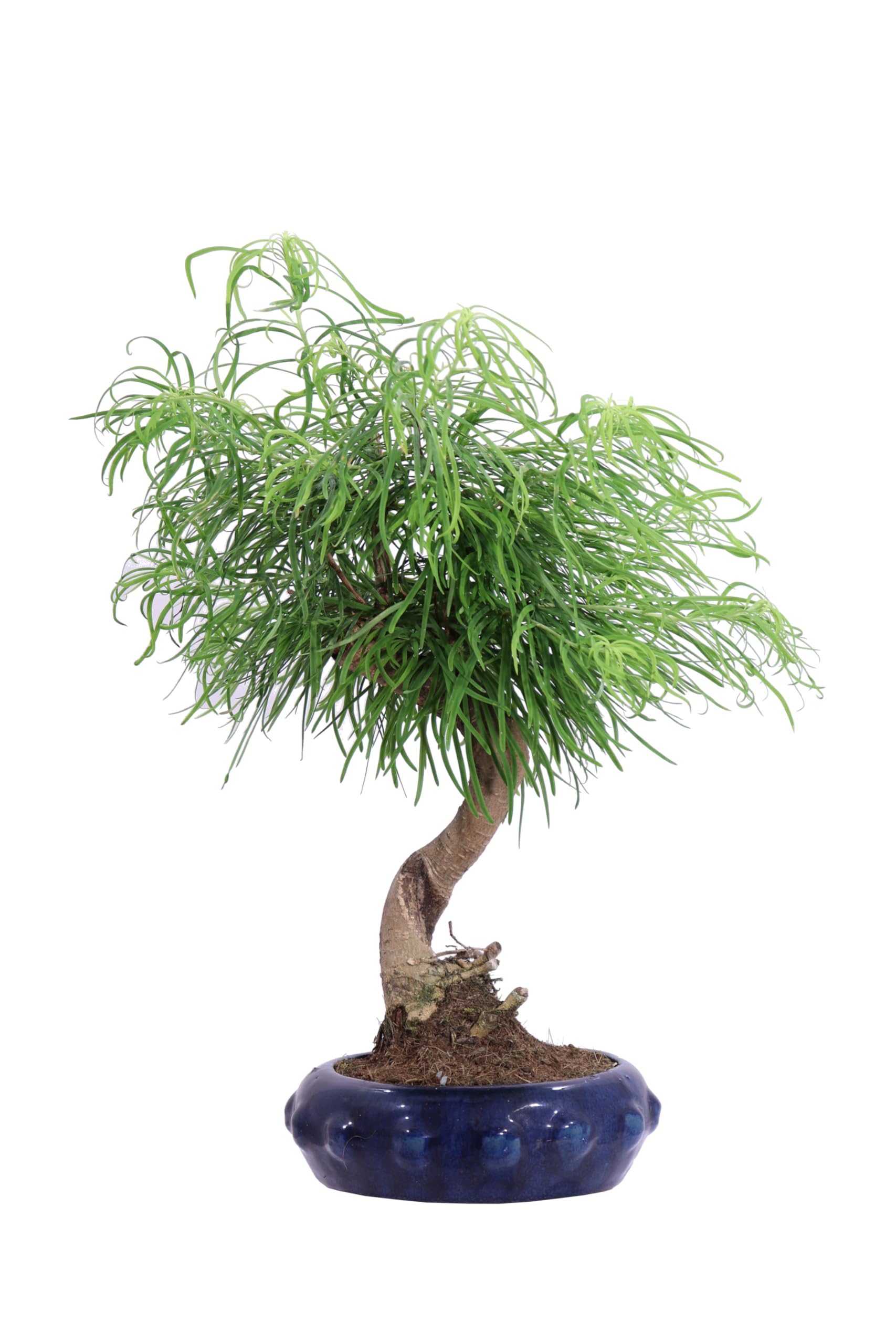 Bonsai vero di Pseudolarix Amabilis o Falso Larice diverse grandezze - Pianta decidua, elegante con vaso in ceramica decorativa ideale per interni ed esterni (Vaso 13 cm)