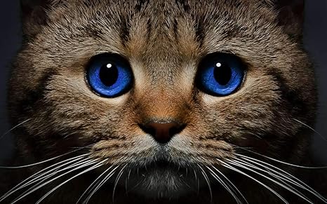 Amazon Co Jp 動物絵アートキャンバスプリントポスター 家の壁の装飾 青い目の猫の正面から見た 顔 105x70cm ホーム キッチン Amazon Co Jp 動物絵アートキャンバスプリントポスター 家の壁の装飾 青い目の猫の正面から見た 顔 105x70cm ホーム キッチン