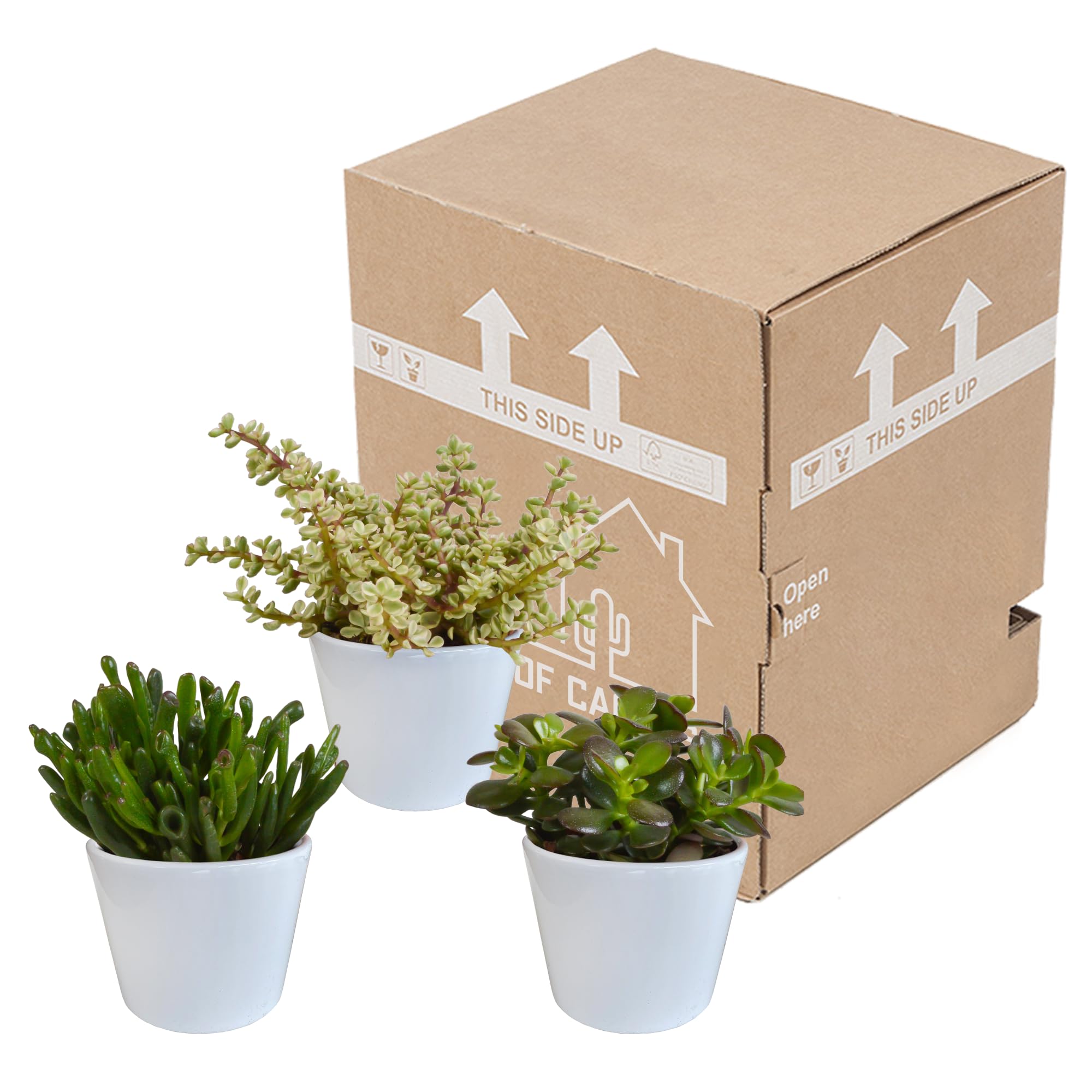 Mix di Piante Grasse Crassula da Interno con Vaso Bianco, Set da 3, 10.5 cm