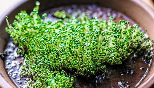 Miniatura 4 de Semillas de chía para plantar, más de 1000 semillas por paquete, hierbaflor, semillas de jardín de Isla (semillas de jardín de Isla), semillas sin