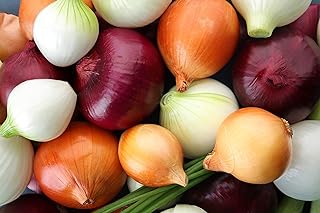 Multicolor Onion Seed Mx for Planting About 200 Seeds