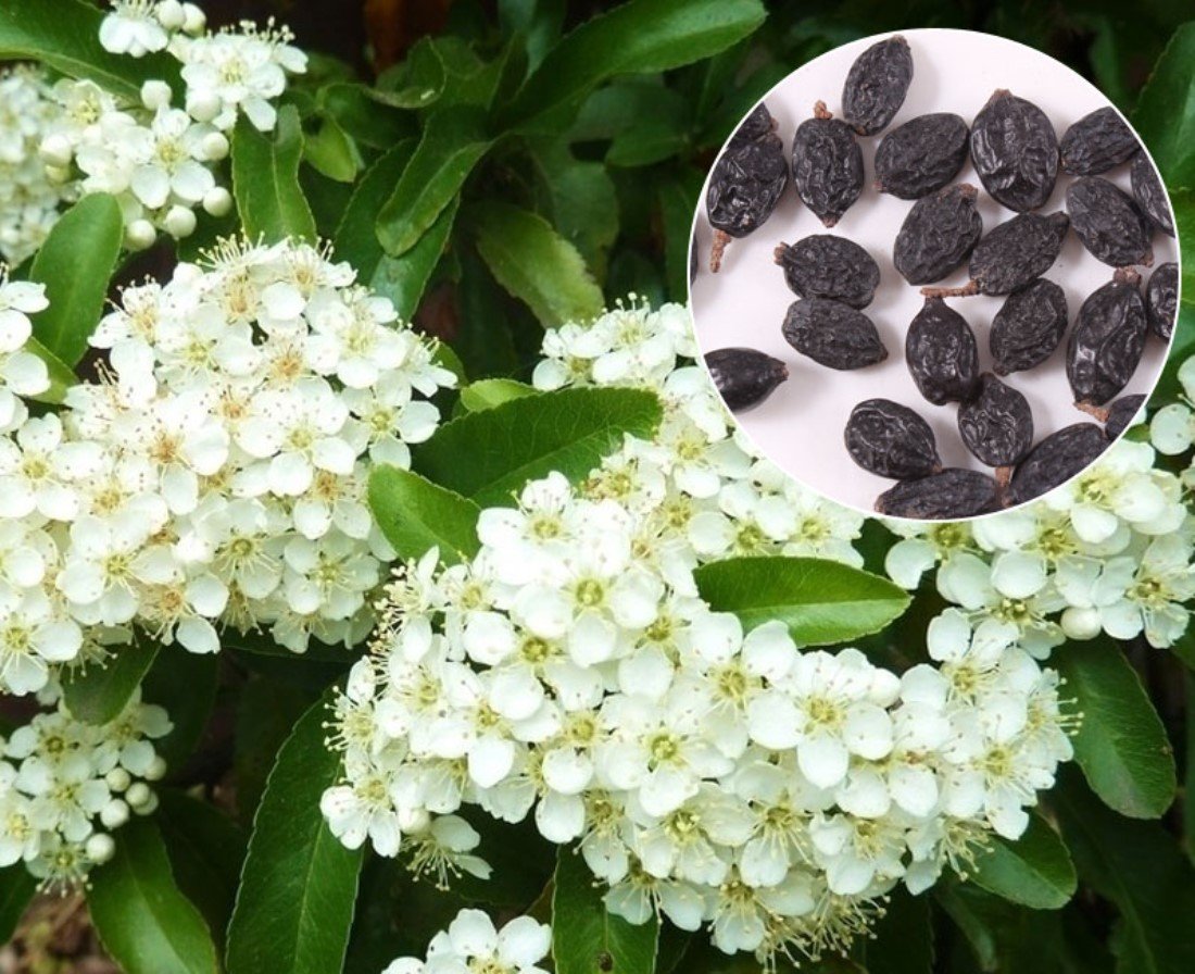 SENECIO� HYDRANGEA White Flower Pack Of 5 Seeds By GalexiaR� (B075JFN3QJ) Amazon Price History, Amazon Price Tracker