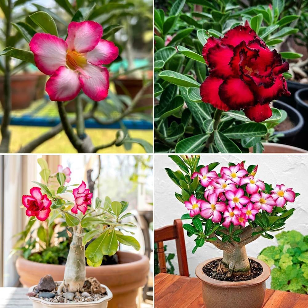 Adenium Desert Rose Live Plant Indoor Bonsai Flower Plant for Balcony Pack of 1-image-14