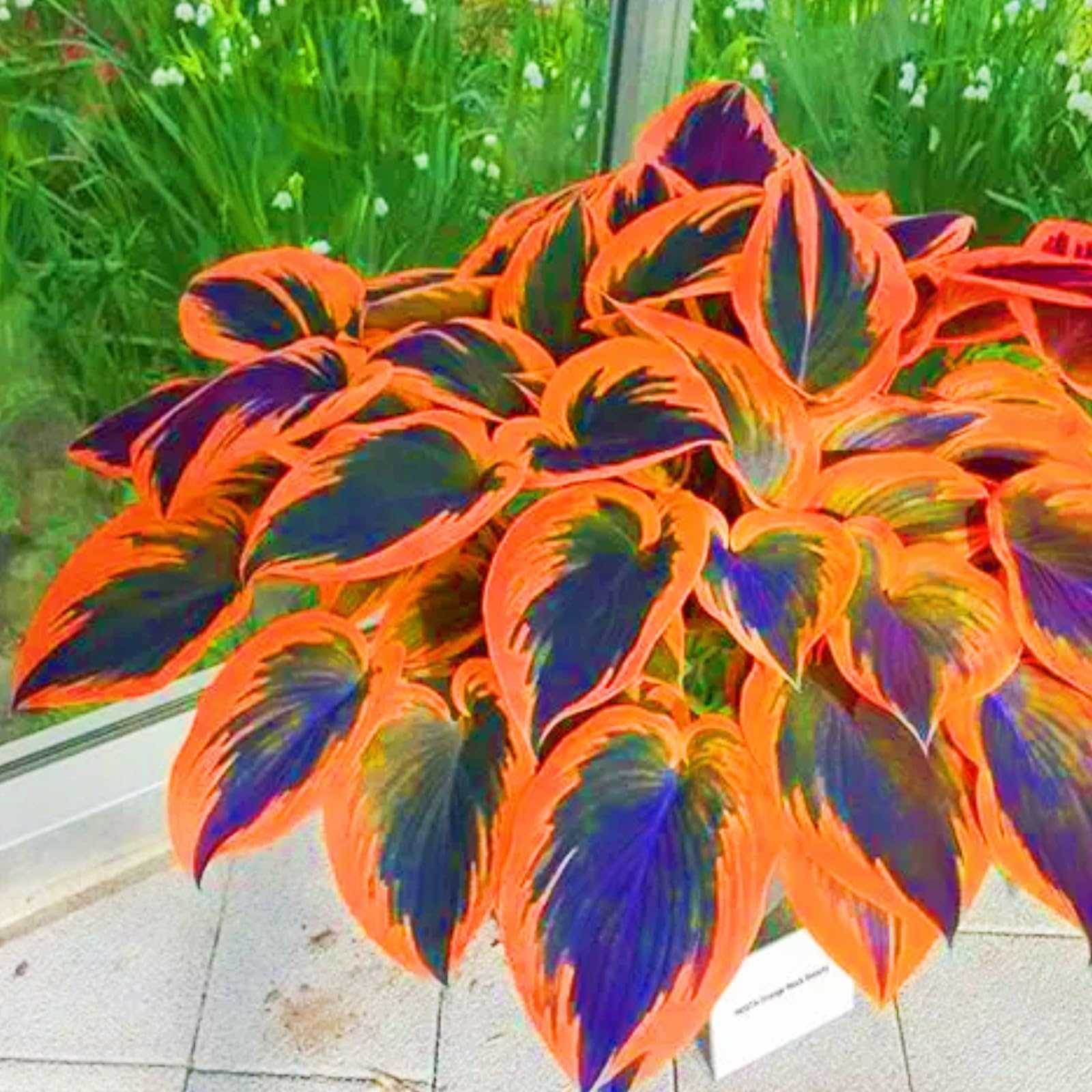 Hostas Plants hosta Bulbs Simple to Grow Garden Flowers Wedding Flowers-6bulbs-e