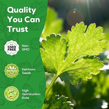 Cilantro Seeds for Planting - 100+ Heirloom Seeds - Herb Seeds Packet for Plating Home Garden, Herb Garden - Indoor/Outdoor, Easy to Grow