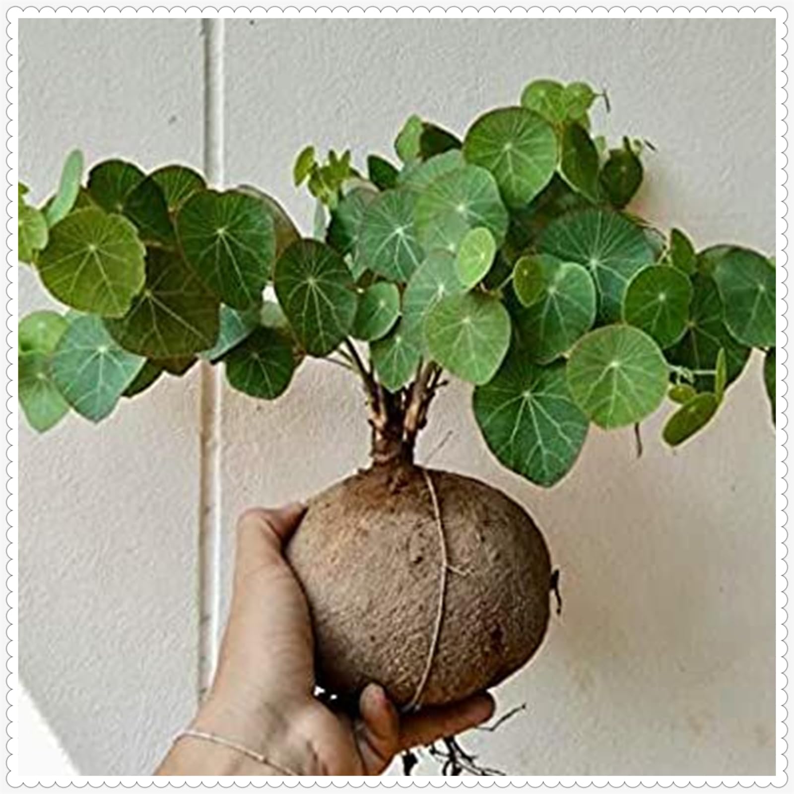 Stephania erecta Live Plant,Stephania erecta Bulb, Plants/Rhizome/Ornamental- Stephania erecta Bulbs, Rhizome Excellent Display Indoor Perennial Balcony Garden Bulbs -2Bulbs-D