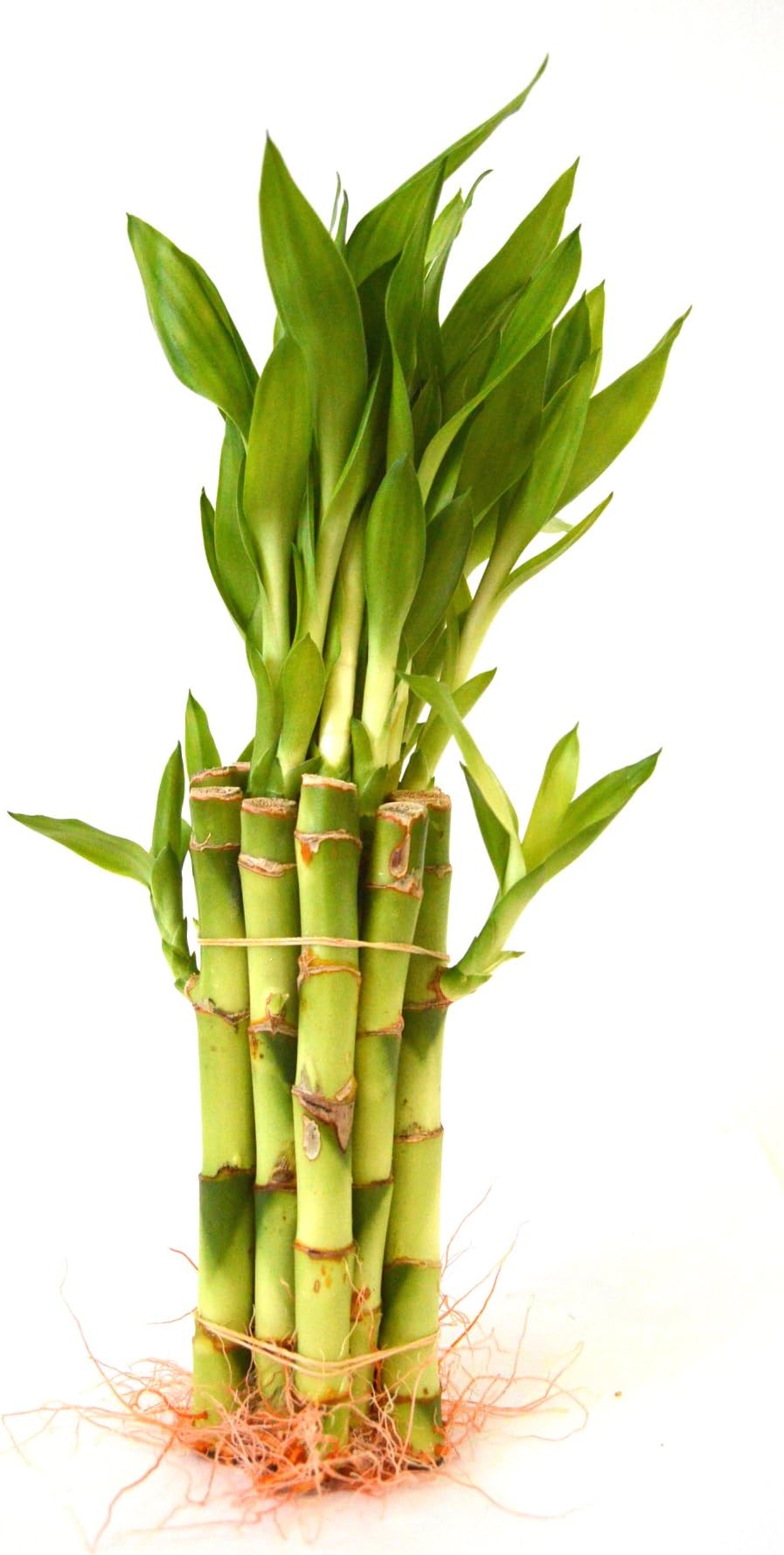 9GreenBox - Lucky Bamboo - 10 Style, Tall Bundle