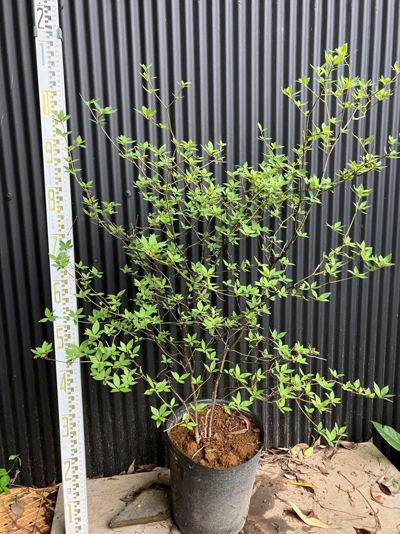 山採り クロモジ 透き通る美しさ。。山採りクロモジ。 苗木・植木