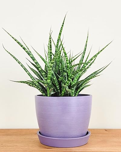 Meseta Planter 6.5-inch, Lavender, Indoor/Outdoor