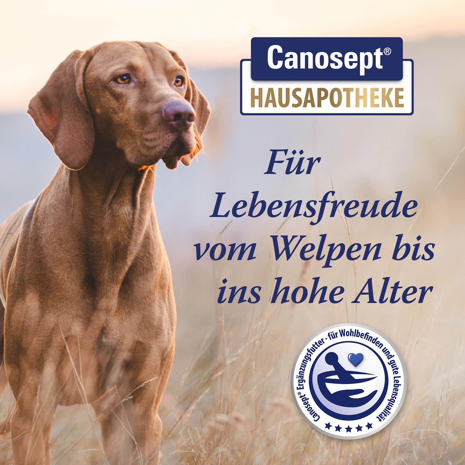 Canosept 2 x Gelenktabletten Hund - Einzigartige Rezeptur: Mit Grünlippmuschel, Glucosamin, Kollagen - Hervorragende Akzeptanz - 160 Tabletten
