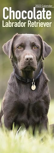 Chocolate Labrador Retriever Slim Calendar 2022 | Dog Breed Slimline Calendar - 12 Month: Address Books, Journals &amp; More