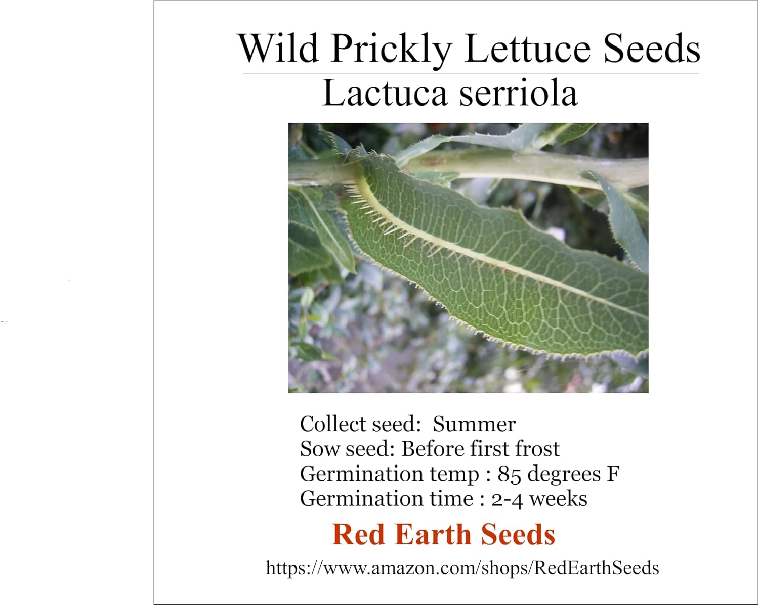 Wild Prickly Lettuce - Lactuca serriola 50 Seeds (Organically Grown)