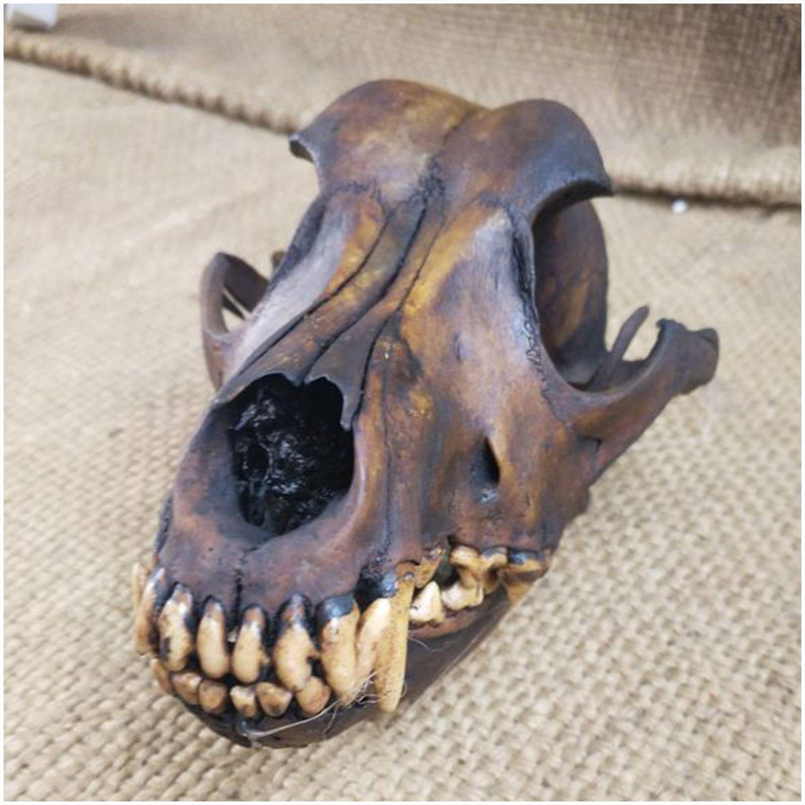 Véritable crâne de loup, taxidermie, os d'animaux, modèle de crâne pour décoration, collection art, outil enseignement vétérinaire