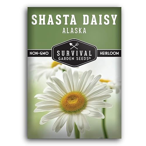 Shasta Daisy vs Montauk Daisy Which One Should You Choose? Gardening