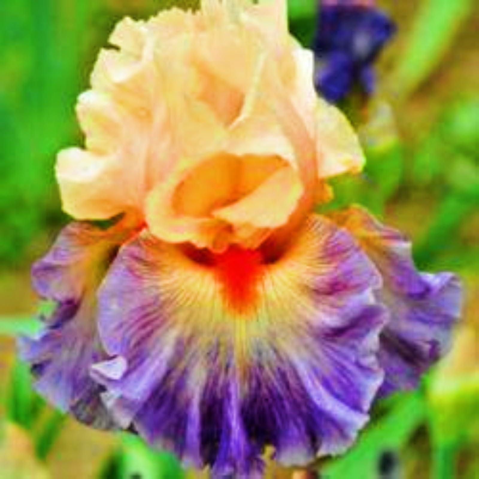 Iris Bulbs-Iris Bulbs for Planting Now UK,Wedding Flowers,Garden Flowers,Plant Bulbs,Hardy Perennial-6bulbs-a