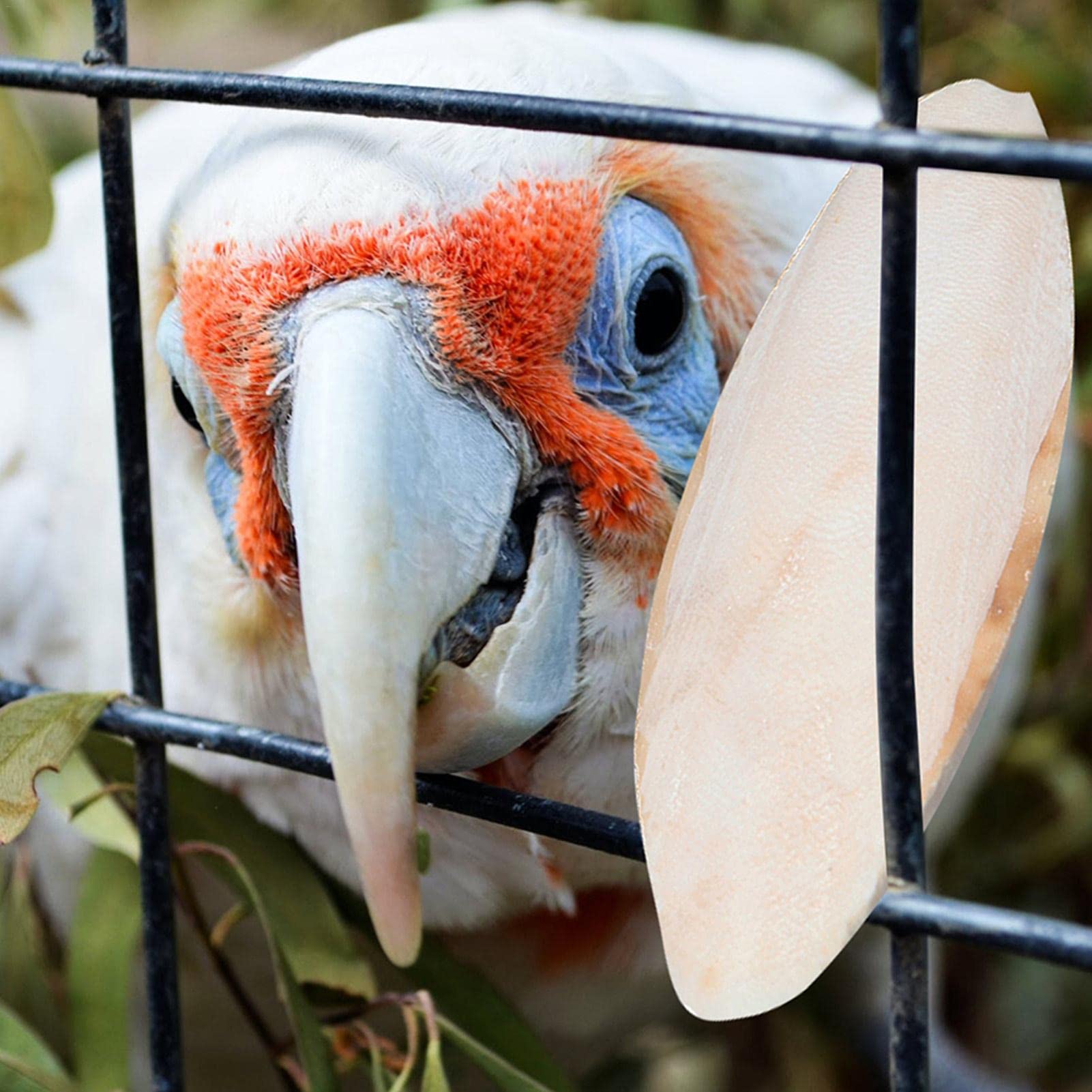 Huesos De Sepia Naturales Para Pájaros - Rico En Calcio, Para Desgastar El Pico De Periquitos, Canarios Y Aves Exóticas