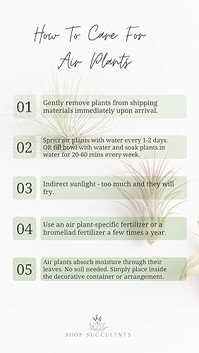 Miniatura 11 de Shop Suculents - Plantas seleccionadas a mano, variedad de especies, plantas de interior tropicales para decoración del hogar y terrarios