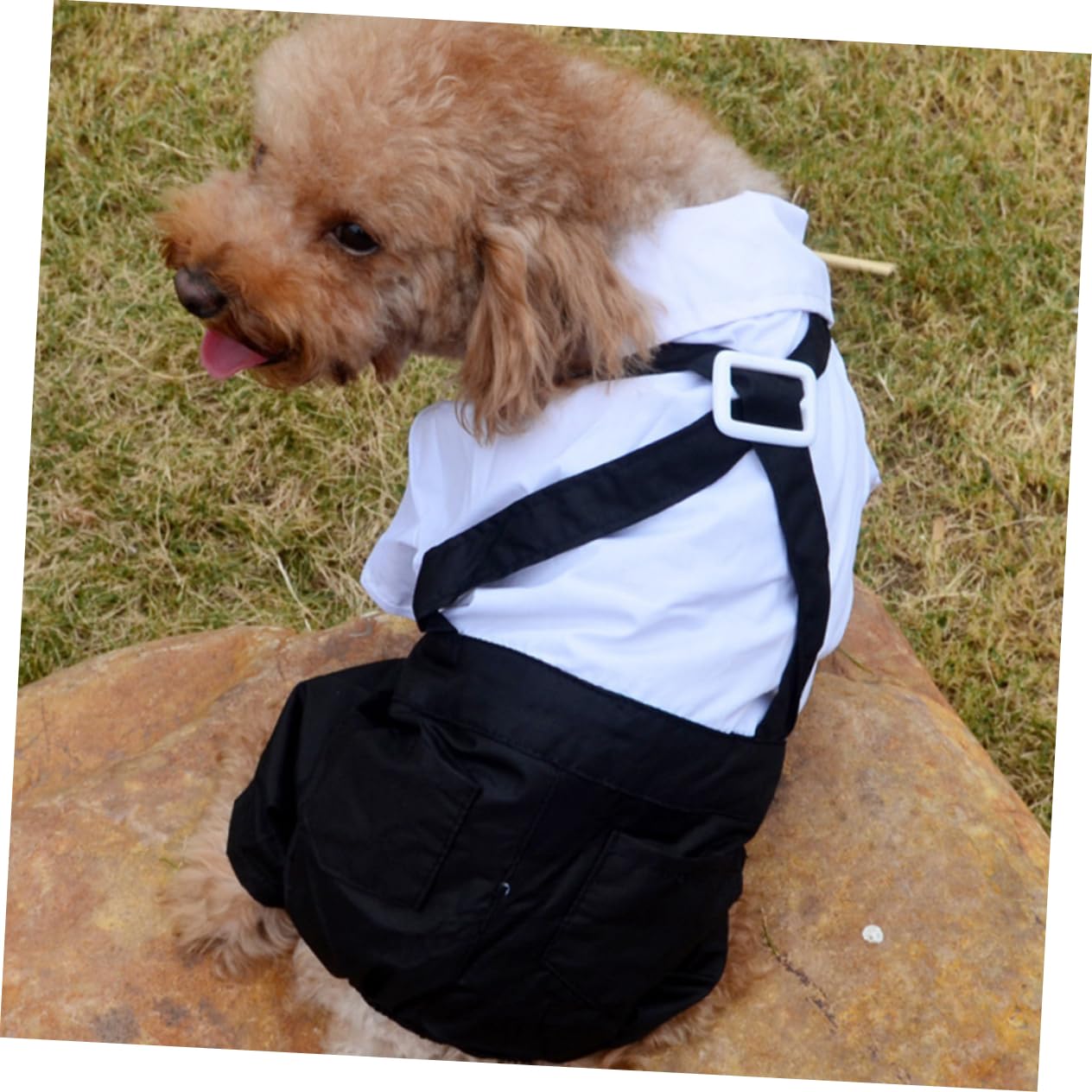 Costume Per Cani E Gatti – Resistente, Regolabile, Per Feste Natalizie E Occasioni Speciali, Taglia Unica
