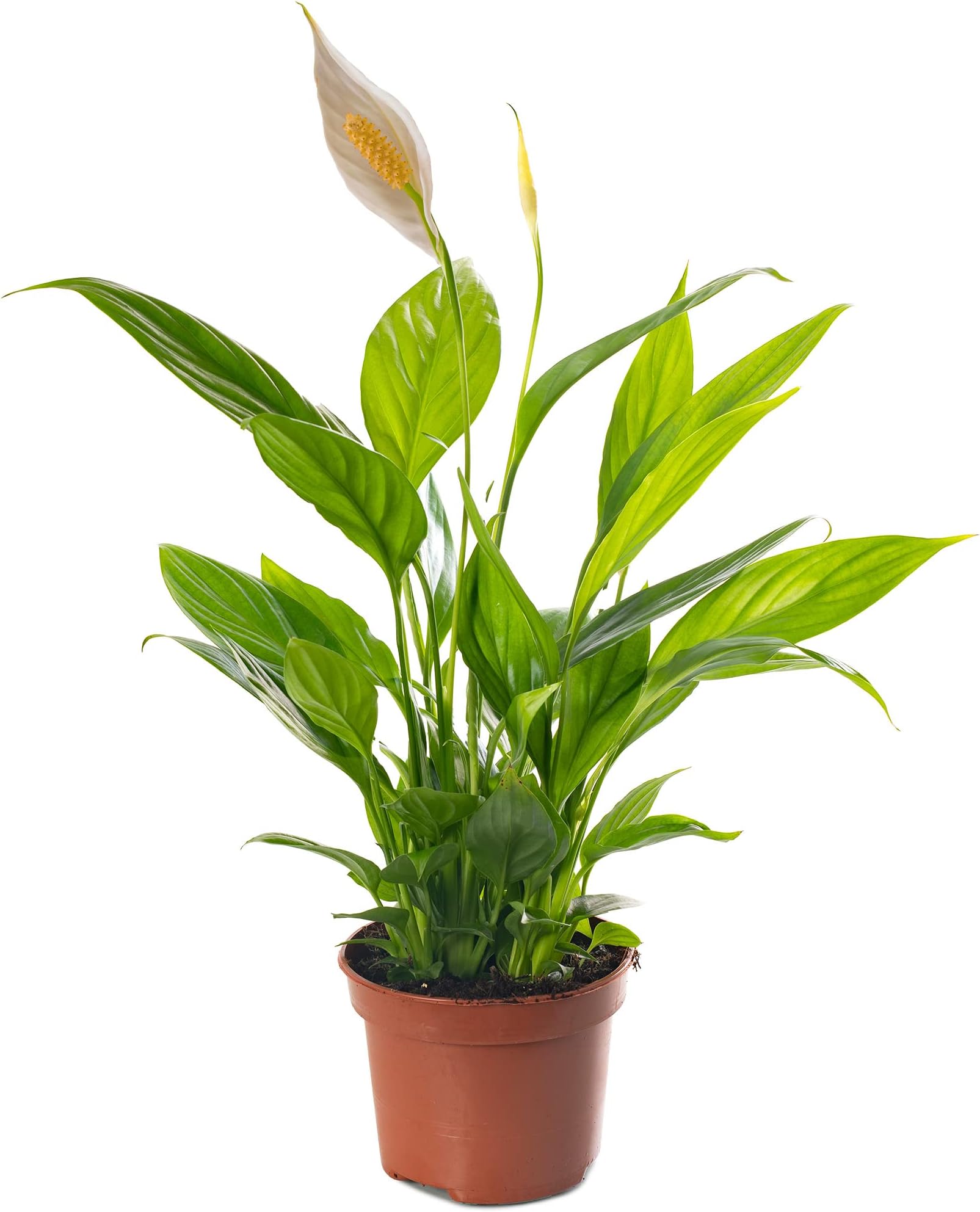 Spathiphyllum Peace Lily Indoor Plant Peace Lily in a 9cm Pot Ideal