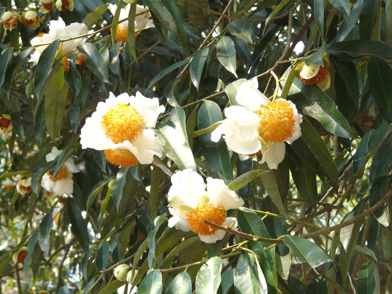 Plantzoin Cobra saffron Nagesar Mesua ferrea Nageswar Live Plant (B08W2HVMNR) Amazon Price History, Amazon Price Tracker