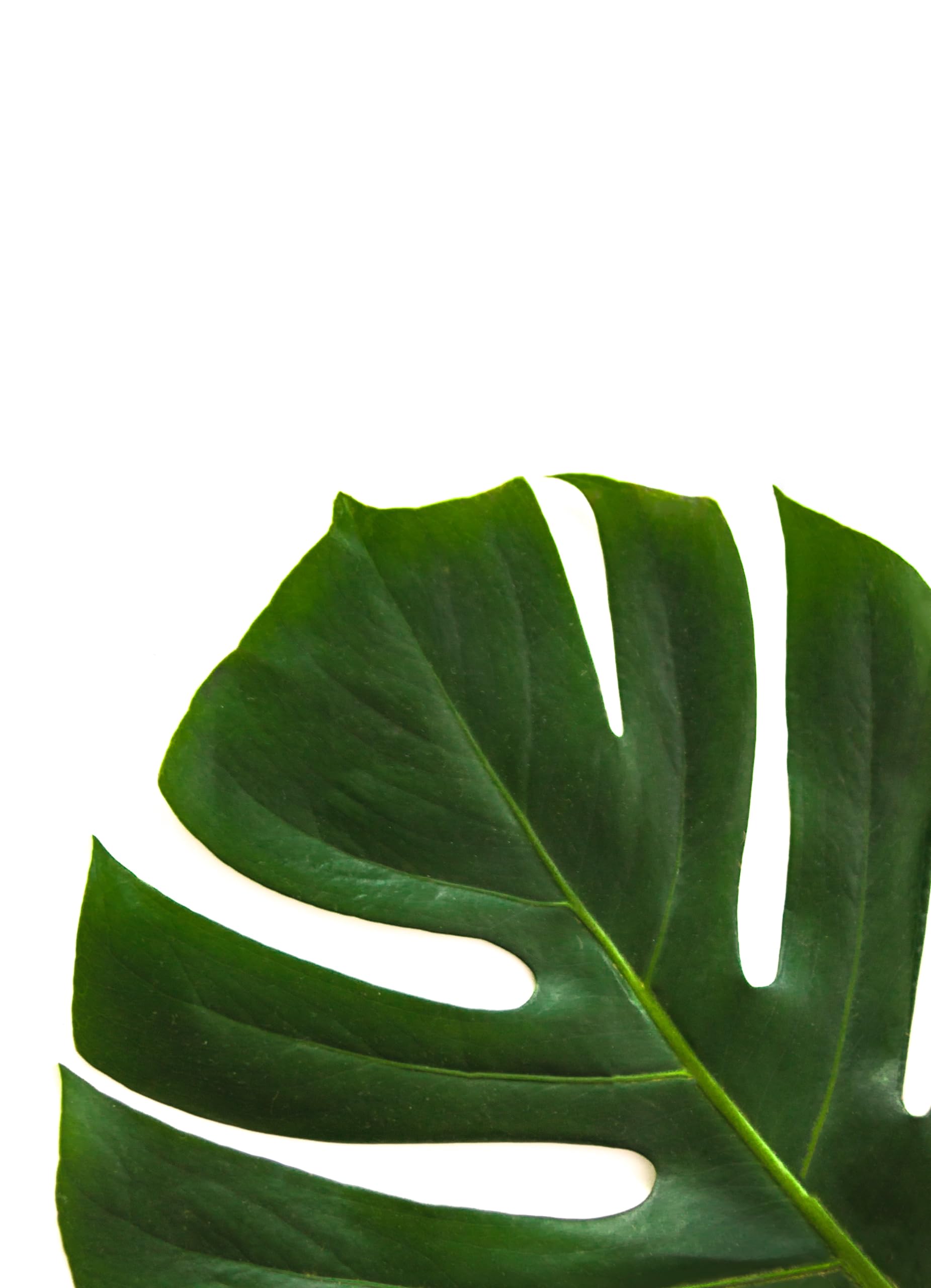 Verdecora Monstera Deliciosa Planta Natural Interior Maceta Ø15cm | Costilla de Adán, Ceriman, Decoración tropical, Purificadora del aire