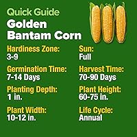 Vista 290 de HOME GROWN Más de 1000 semillas de cilantro para plantar en interiores o exteriores, hierbas tradicionales sin OMG, semillas de plantas de cilantro