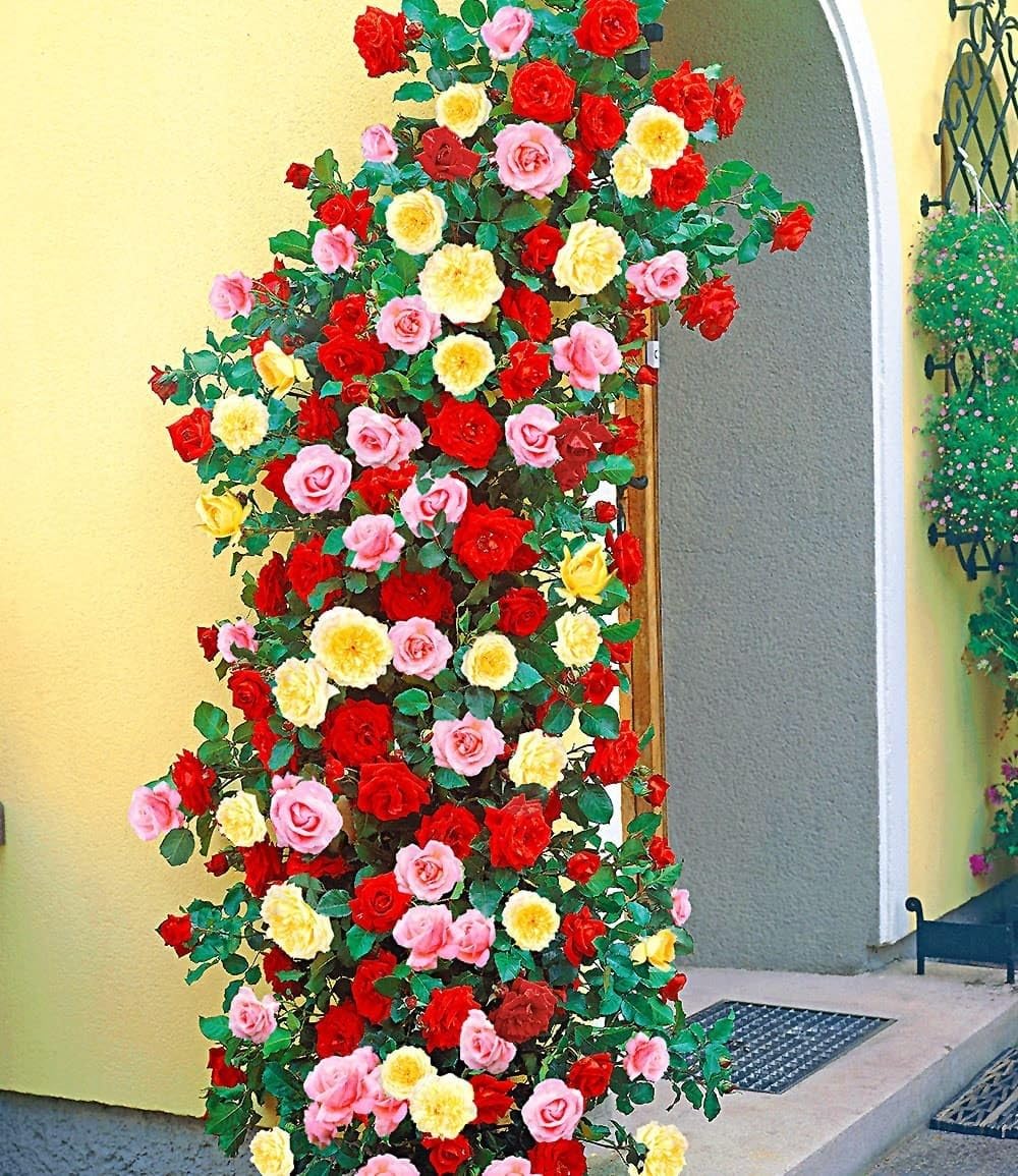 BALDUR Garten 3er Kletterrosen-Trio, Pflanzen wurzelballiert, atemberaubender Wuchs, für Hauswände, Mauern, Pergola u. Spaliere, leuchtende Farben der Blüten, winterhart und mehrjährig, pflegeleicht