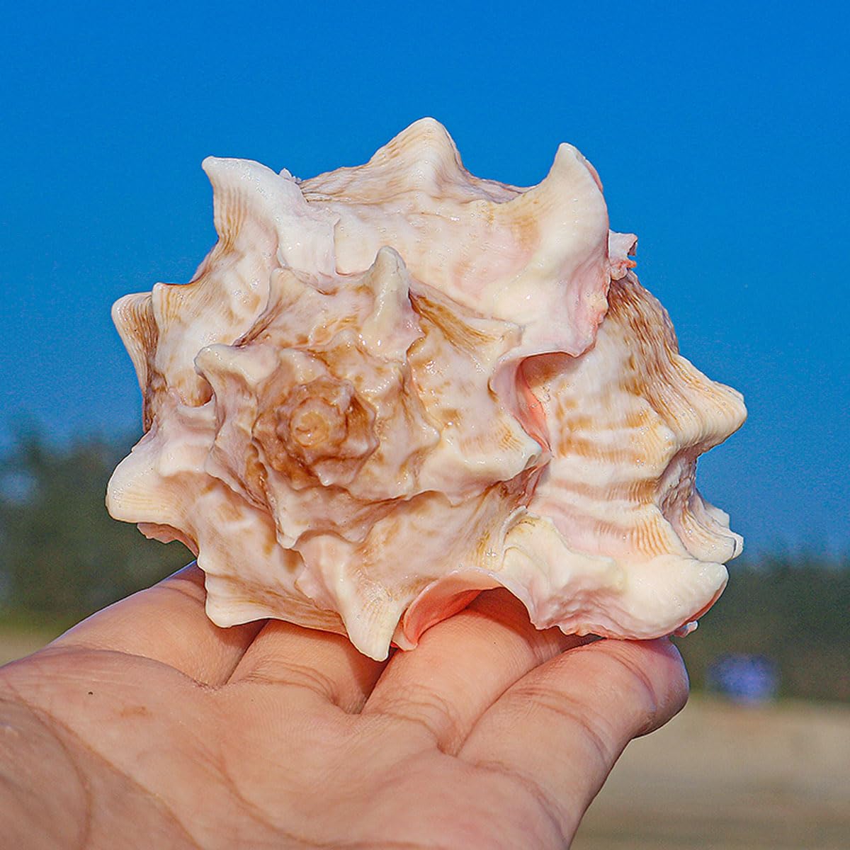 Grandi conchiglie naturali decorative(9~10cm)
