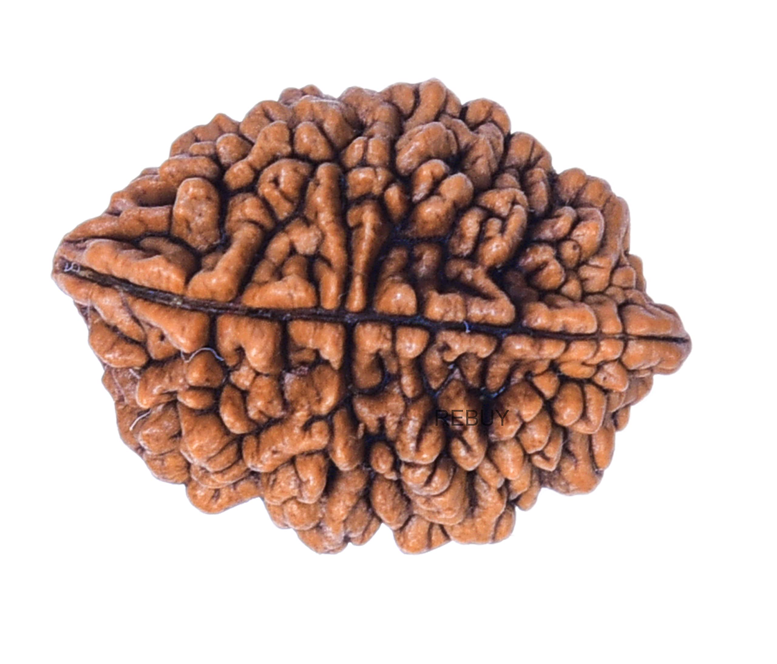 REBUY 2 Mukhi Nepali Rudraksha Bead, Brown, Oval, Seed, 1 Piece