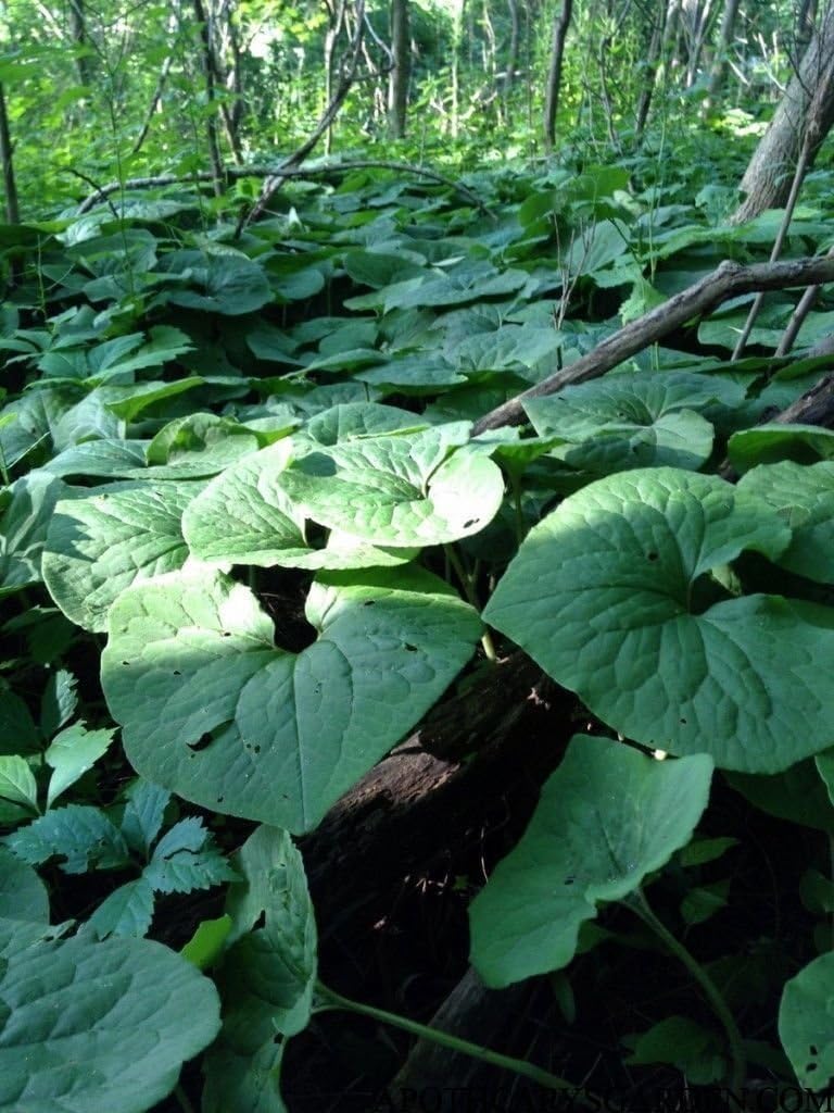3 Wild ginger (Asarum canadense) PLANT/ROOT,AKA Canadian Ginger, Groundcover.